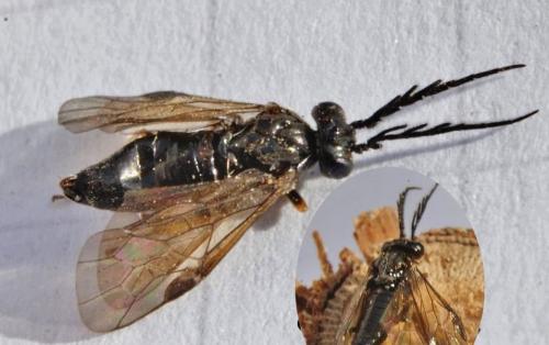 Cladius pectinicornis